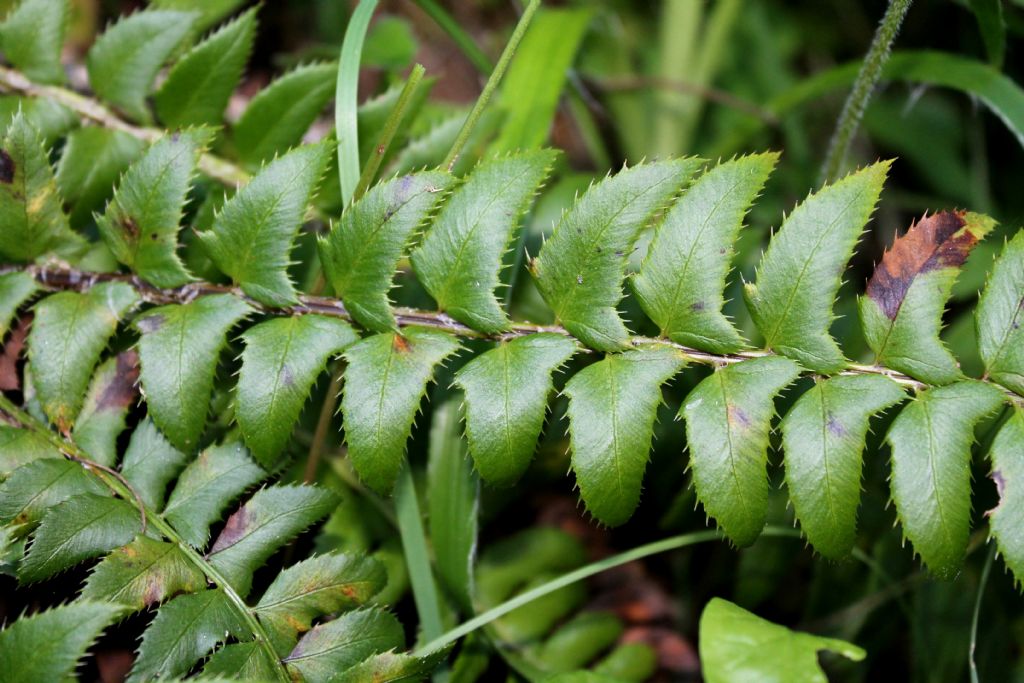 Polystichum lonchitis / Felce lonchite